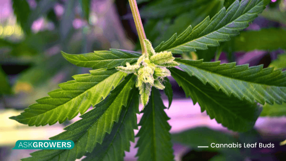 cannabis leaf mutations